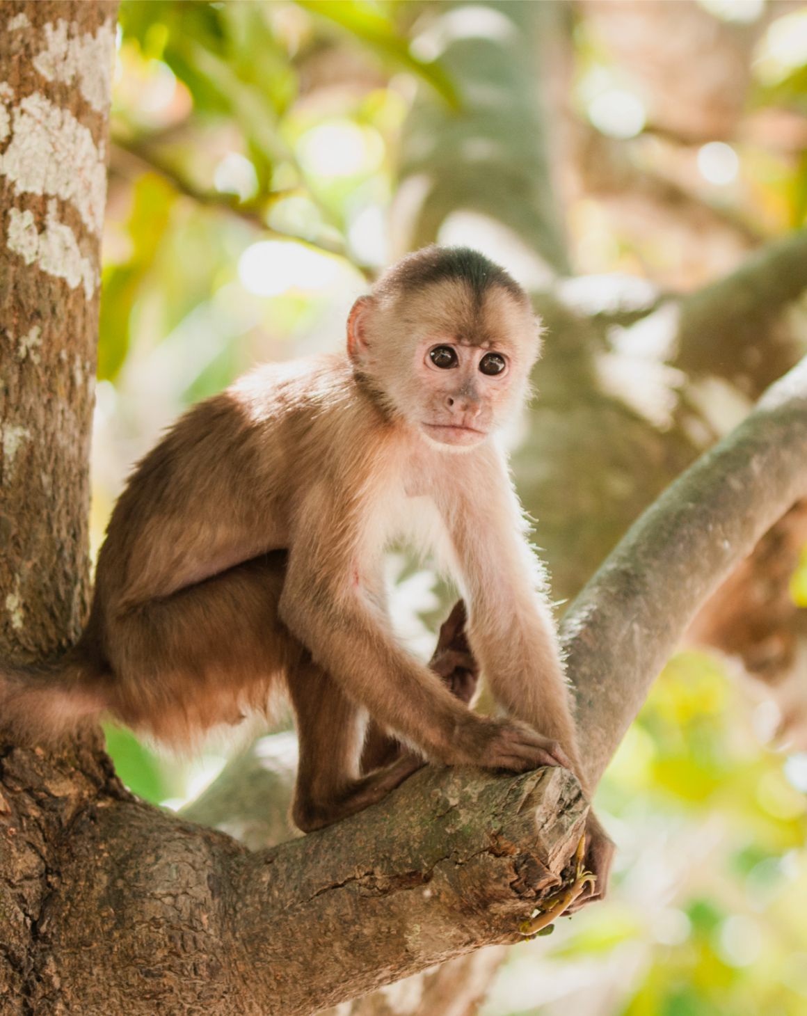 Perú